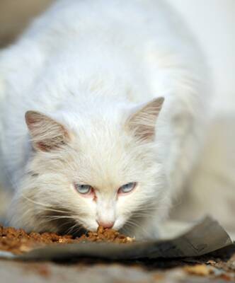 猫能吃西瓜吗 注意不能喂食冰西瓜