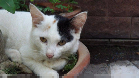 如何自制猫厕所 三步骤轻松搞定猫厕所