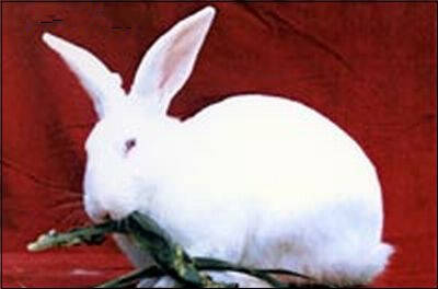 日本大耳兔吃什么 商品兔与宠物兔的喂食不同