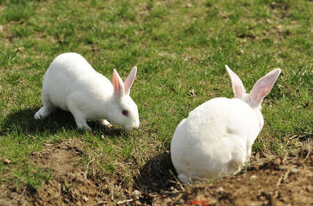獭兔好养吗 养好幼獭兔是养殖效益的关键