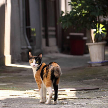 猫发情周期 间隔大约在两到三周