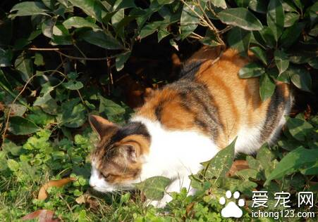 猫属于什么动物 猫咪属于肉食动物