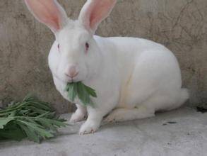 新西兰兔喂什么饲料 营养平衡的重要性