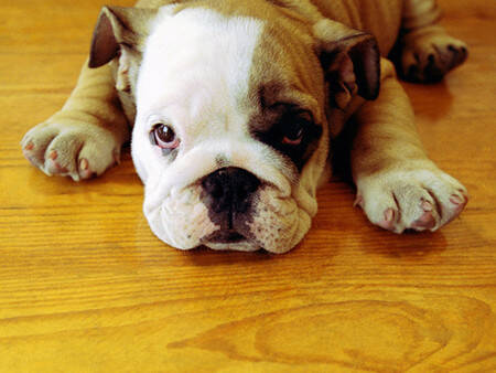 癞皮狗是什么狗 是存数量最少的犬种之一