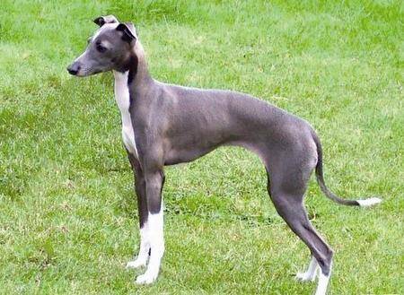 腿很长的狗是什么狗 猎犬的腿比较长