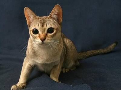 新加坡猫怎么养 不能喂食刺激性食物