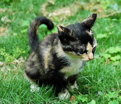 猫能吃鸭肝吗 不能经常喂食内脏类食物