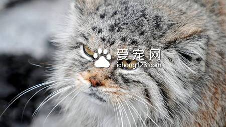 起司猫是什么猫 是一只可爱的虎斑条纹猫