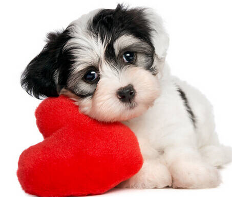 宝路的狗粮怎么样 中低端狗粮性价比不高