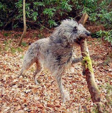 苏格兰猎鹿犬的养护常识 要保持清洁