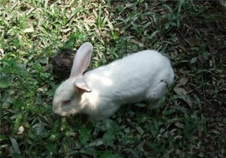 佛州大白兔好养吗 是很普通的白兔