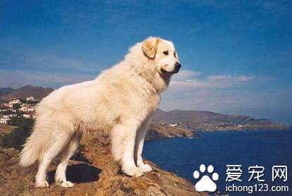 中亚牧羊犬咬人吗 是非常优秀的护卫犬种