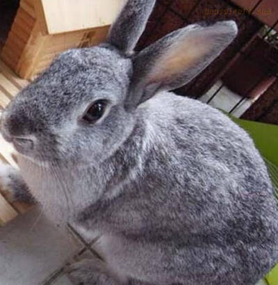 金吉拉兔好养吗 是标准的皮用兔品种