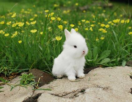 刚出生的小兔吃什么 最好不要触碰小兔子