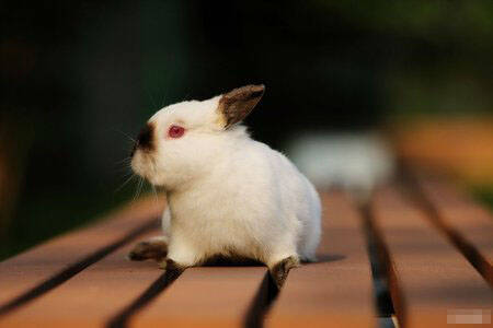 喜马拉雅兔怎么挑选 要选择体格强壮的兔子