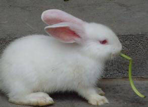 大耳白兔吃什么 通常是比较粗养的方式
