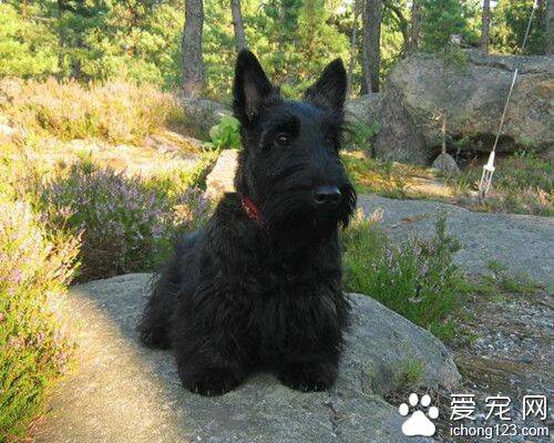 苏格兰梗犬吃什么 苏格兰梗犬需要注意事项