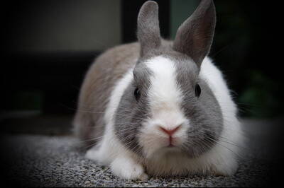 波兰兔吃什么 最好是青干草与兔粮的配比