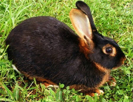 美国黄褐色家兔怎么养 选一个优异的环境