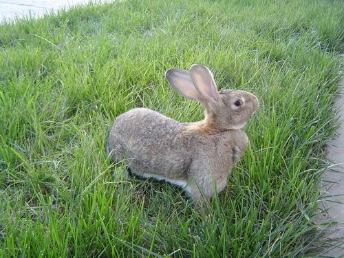 比利时兔怎么养 饲养场选址与环境的布置