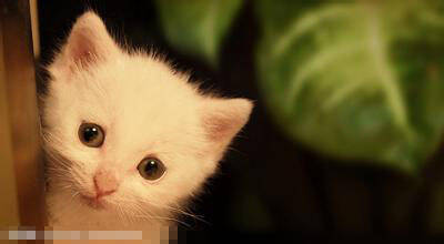 猫咪鼻支吃什么药 可采用中药方法治疗