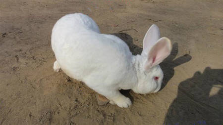 日本大耳兔怎么挑选 被毛纯白眼红色