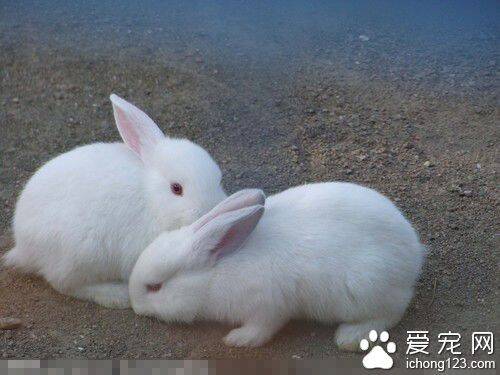 兔子是什么颜色的 最常见的是黑白灰三色