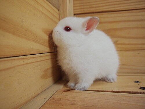 波兰兔能长多大 是纯种宠物兔中最小的一个