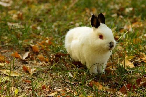 喜马拉雅兔吃什么 供应无限量的禾科干草
