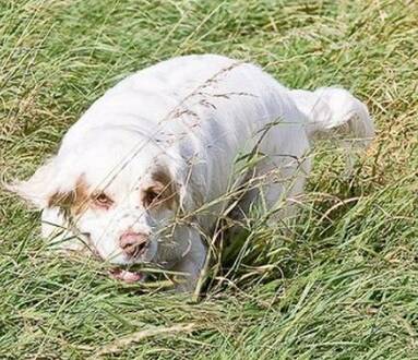 克伦伯猎鹬犬怎么喂养 正确的换食方法