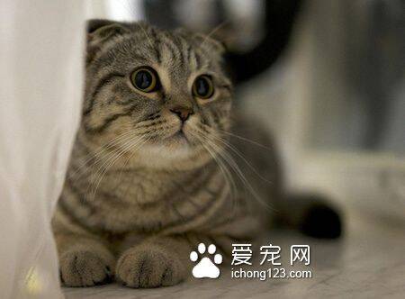 猫死前有什么征兆 可以从6个方面来分辨