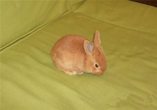 柏鲁美路兔怎么挑选 从外形特征来选