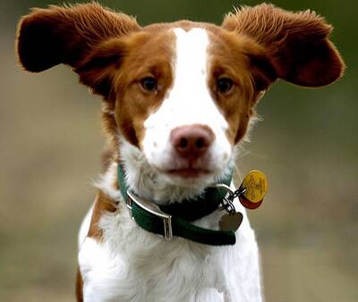 威尔士跳猎犬的养护常识 注意清洁眼屎