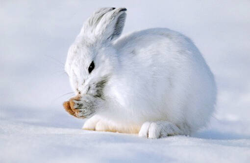 雪兔怎么养 雪兔是一种非常胆小的动物