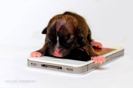 最小狗是什么狗 美国加州的腊肠犬“碧昂斯”