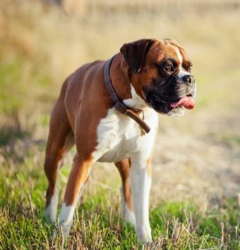 拳师犬怎么养 注意定时定量的喂食