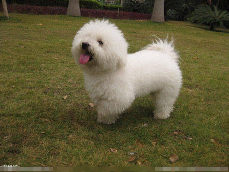 泰迪熊是什么狗 泰迪熊其实就是贵宾犬