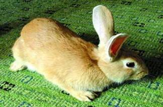 福建黄兔怎么挑选 它的被毛一定是黄色的