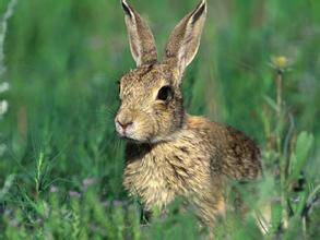 塔里木兔吃什么 是典型的植食性动物