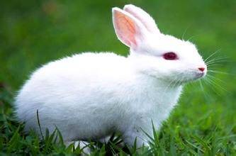 大耳白兔喂什么饲料 大耳白兔是食草动物