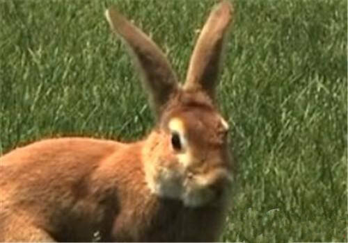 豫丰黄兔吃什么饲料 牧草是重要的食物之一