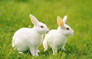 兔子怎样养殖 不能给兔子喝生水