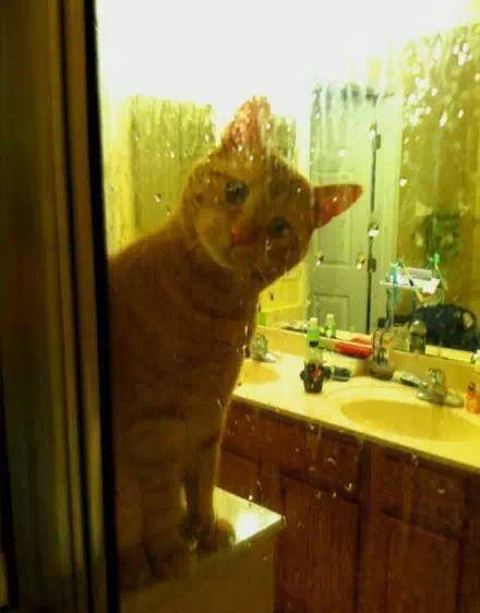 为什么猫咪喜欢看人洗澡 传说猫咪怕水
