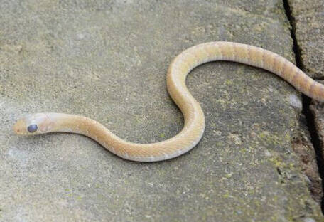 滑鼠蛇有毒吗 它是一种大型的无毒蛇
