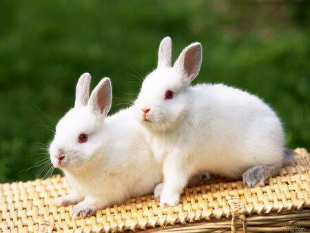 怎么训练佛州大白兔大小便 有耐性的训练