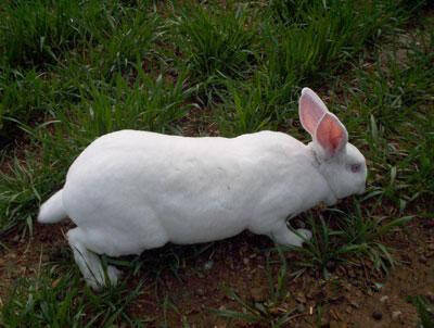 怎么训练新西兰兔大小便 多重复训练几次