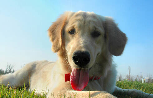 朗仕狗粮怎么样 不常见的狗粮未必适合狗狗