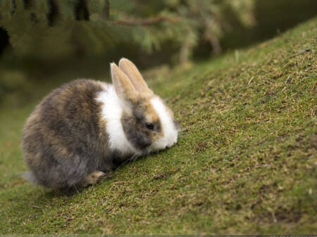灰栗兔吃什么 饮食的干草主要苜蓿草为主