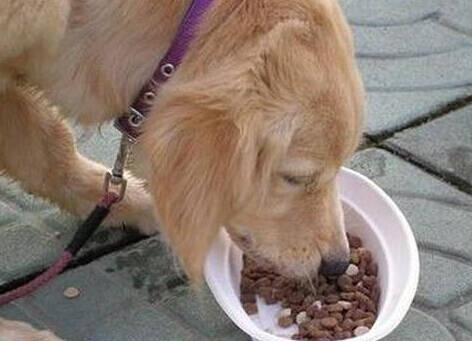狗狗吃什么长肉 给狗狗补充营养让他长胖