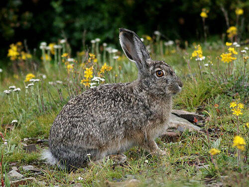 灰尾兔怎么养 是青藏高原的特有种